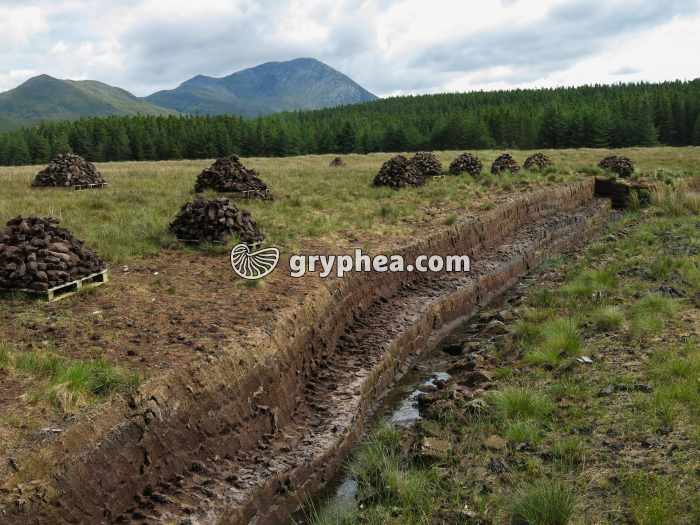 Tourbière (Connemara, Irlande) - gryphea.org